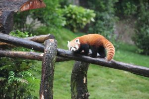 Panda roux au Parc zoologique et botanique de Mulhouse